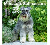 Schnauzers miniatura | Calendario mensual cuadrado de pared 2026 de 12 x 24 pulgadas (colgado) | Sin plástico | BrownTrout | Animales razas de perros pequeños