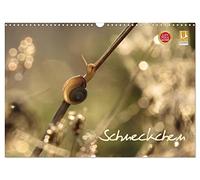 Schneckchen (Wandkalender 2026 DIN A3 quer), CALVENDO Monatskalender: Sie haben immer ihr Häuschen dabei und gehen gemütlich ihrer Wege