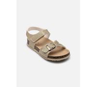 Scholl CORAL COLLECTION 27 Oro y bronce