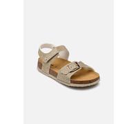 Scholl TIFFANY COLLECTION 27 Oro y bronce