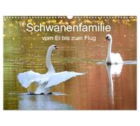 Schwanenfamilie, vom Ei bis zum Fliegen. (Wandkalender 2026 DIN A3 quer), CALVENDO Monatskalender: Eine Geschichte von der man zehren kann. Es hat viel Spaß gemacht diese Geschichte zu dokumentieren