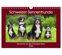 Schweizer Sennenhunde - die Hunde aus den Schweizer Alpen (Wandkalender 2026 DIN A4 quer), CALVENDO Monatskalender: Schweizer Sennenhunde in 13 faszinierenden Bildern