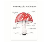 Science Classroom Poster - Mushroom Fungi Anatomy & Life Cycle Chart - Biology Study Aid for High School College Students(Framed,16x24inch(40x60cm))