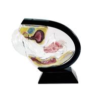 Science Reproductive Uterus Model, Human Vagina Anatomical Model Female Reproductive Organ Model, Uterus Gifts Medical Teaching Models Gynecology Doctor Transparent Uterus Model,(Black)
