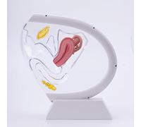 Science Reproductive Uterus Model, Transparent Uterus Model, Human Vagina Anatomical Model Female Reproductive Organ Model, Uterus Gifts Medical Teaching Models Gynecology Doctor(White)