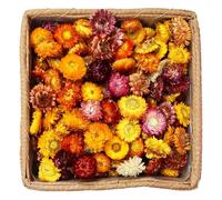 SCINTILLA - Juego de 55 a 60 cabezas de margaritas secas de crisantemo seco, multicolor, para decoración de boda, fiesta en casa, manualidades