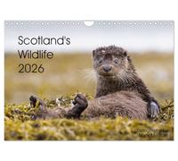 Scotland's Wildlife 2026 (Wall Calendar 2026 DIN A4 landscape), CALVENDO 12 Month Wall Calendar: The best of Scotland's iconic wildlife