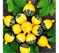 ScoutSeed Botella De Fruta Pequeña Semilla De Calabaza 10 Semillas Lagenaria Siceraria Micrófono Melón B071