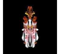 Scraps of tape - The will to burn