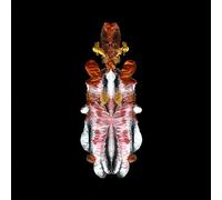 Scraps Of Tape - The Will To Burn [VINYL] [Vinilo]