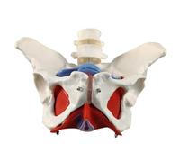 Sctecoau Modelo Cinturón Lumbar 2 Secciones, Modelo Músculo del Suelo Pélvico Femenino, Modelo Pelvis Desmontable, Modelo Anatomía del Esqueleto Humano del Hueso la Cadera