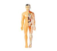 Sctecoau Modelo de Cuerpo Humano en 3D para Niños, Esqueleto Anatómico, Ensamblaje de Órganos, Herramienta de Ayuda para Enseñanza Biológica Escolar Educativa