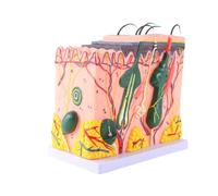 Sctecoau Modelo de Piel Estructura del Cabello de la Piel Modelo Ampliado Modelo de Anatomía Anatomía Científica para el Aprendizaje en el Aula Enseñanza de Exhibición