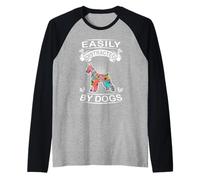 Se distrae fácilmente con los perros Schnauzer gigante Camiseta Manga Raglan