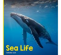 Sea Life 2026 Calendar: Dolphins, Whales, Turtles & Colorful Ocean Wildlife Photography