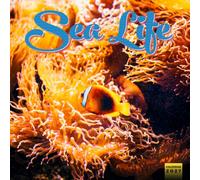 Sea Life Calendar 2027: Blue Waters and Ocean Wildlife