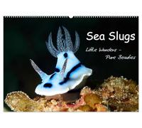 Sea Slugs - Little Wonders - Pure Beauties (Wall Calendar 2026 DIN A2 landscape), CALVENDO 12 Month Wall Calendar: Little Wonders - Pure Beauties Undersea