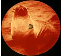 Seal - Seal - Killer (Lexicon Avenue Mix) - Not On Label (Seal)