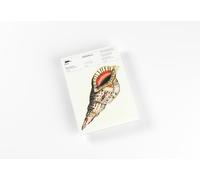 Seashells: Writing Paper & Note Pad A5