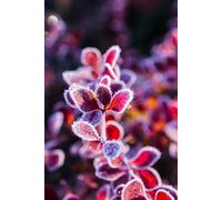 Seasons of Change I: WINTER