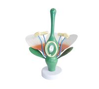 Sección Transversal de Flor dicotiledónea Modelo de anatomía Floral Modelo anatómico de Hojas y estambres de Flores Plantas con Flores dicotiledóneas Herramienta didáctica biológica