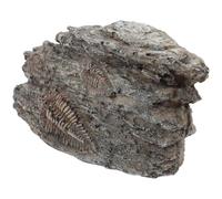 SECFOU Espécimen Paleontológico de Trilobite para Adorno Resina Resistente y Seguro, Adecuado para Uso en Casa y Enseñanza Científica