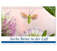 Sechs Beine in der Luft - Wanzen im Flug (Tischkalender 2026 DIN A5 quer), CALVENDO Monatskalender: Bilder von fliegenden Wanzen