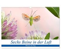 Sechs Beine in der Luft - Wanzen im Flug (Wandkalender 2026 DIN A3 quer), CALVENDO Monatskalender: Bilder von fliegenden Wanzen