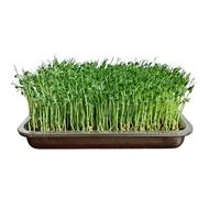 Seedling Starter Tray - Stainless Steel Sprout Grow Holder, Large Rustproof Storage | Greens Germination Propagator, Reusable Planting Container For Grass Beans Indoor Outdoor Garden Home Nursery