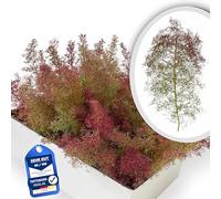 Seemoos para modelismo - Tamaño de cartón 35 × 25 x 15 cm | Buen volumen | Ideal para bosques de modelismo | Arquitectura Arquitectura Árboles arbustos paisaje y dioramas | Natural/Verde/Rojizo