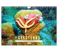 Seesterne - Kleine Wunder der Natur (Wandkalender 2026 DIN A4 quer), CALVENDO Monatskalender: Asteroidea - Sterne unter Wasser