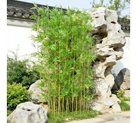 SEIFE Bambú Artificial de Alta Simulación, Planta Falsa con Cañas Reales para Decoración de Interiores y Paisajismo de Jardín, Varas de Bambú Decorativas, Sin Maceta(50 bamboos,1m/3.3ft)
