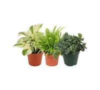 Selección 3 Plantas de Interior: Iniciación a las Plantas DECOALIVE | Epipremnum Leaf, Nephrolepis Exaltata y Scindapsus Argyraeus - Colección de Inicio para Amantes de las Plantas