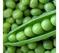 Semi di pisello ~ Orgánico Super Sweet Green Arrow Bean Seeds ~ Organicamente coltivato 10 Pezzi