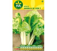 SEMILLAS ACELGA AMARILLA DE LYON 3