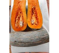Semillas calabaza larga napolitana