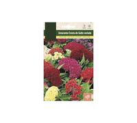 Semillas Celosia Cristata | Flor Cresta Gallo | Flores Mix Color