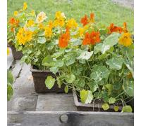 Semillas de capuchina Colgando - perennes Resistentes Silvestres Decoracion Oficina 220pcs