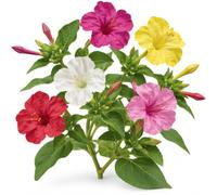 Semillas de Don Diego de Noche Variado DECOALIVE para Cultivo | Maravilla de Perú (Mirabilis Jalapa) para Preparar el Cultivo
