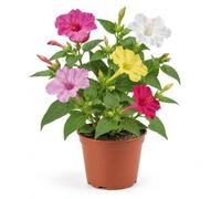 Semillas de Don Diego de Noche Variado para Siembra DECOALIVE | Mirabilis Jalapa con Flores Rojas, Rosas, Blancas o Amarillas