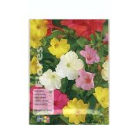 Semillas de Flores de Don Diego de Noche Variado Mirabilis Jalapa Fáciles de Cultivar