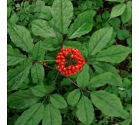 Semillas de Ginseng, Semillas de Panax Ginseng, semillas de medicinales cocina de jardín de balcón resistentes 150pcs