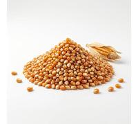 Semillas de Maíz de Pop Corn | Alta Germinación | Semillas Hortalizas para huerto y jardín | Maíz para Palomitas Crujientes Fatti en Casa | fácil de cultivar, Cosecha Natural