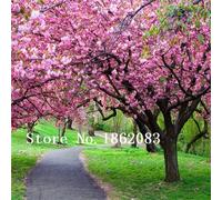Semillas de semillas de semillas Japonaises 100pcs/lot Semillas de cerezo de semillas de Sakura, cereza de color