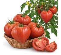 Semillas de Tomate Corazón de Buey DECOALIVE para Actividad de Jardinería | Sobre de Semillas de una Variedad de Porte Medio e Indeterminado