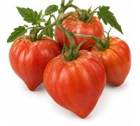 Semillas de Tomate Corazón de Buey DECOALIVE para Aprender a Cultivar | Variedad de Crecimiento Indeterminado y Porte Medio con Frutos Acorazonados