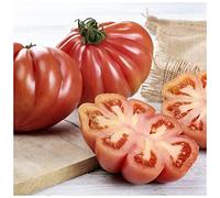 Semillas de Tomate Corazón de Buey para Huerto Urbano Semillas Fáciles de Germinar