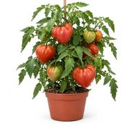 Semillas de Tomate Corazón de Buey para Nueva Siembra - DECOALIVE | Variedad de Porte Medio y Crecimiento Indeterminado con Frutos de Forma Acorazonada