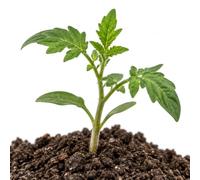 Semillas de Tomate Corazón de Buey para un Proyecto de Cultivo DECOALIVE | Variedad de Crecimiento Indeterminado y Porte Medio con Frutos Acorazonados