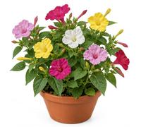 Semillas Dondiego de Noche para Siembra DECOALIVE | Don Diego de Noche Variado, Mirabilis Jalapa, para Iniciar el Cultivo